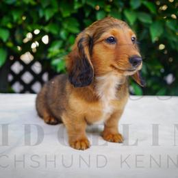 Goose - Red male Dachshund puppy in Temecula, California from Naomi Magee's Dachshund Kennel