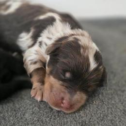 Woody - Chocolate merle male Bernedoodle puppy in Malden, Illinois from Doting Doodles
