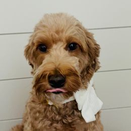 River - Goldendoodle