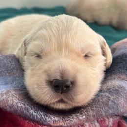 Girl 1 - Light golden female Golden Retriever puppy in Howell Township, New Jersey from Hunnypot Goldens
