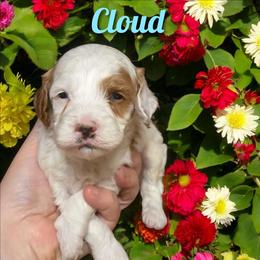 Cloud - Red and white male Cockapoo puppy in Conklin, Michigan from Lake Michigan Couture Cavapoos & Cockapoos