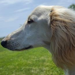 Salukis from Saluki