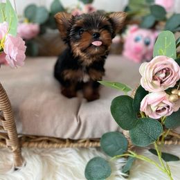 Yorkshire Terrier Puppies from Sophea Cheth's Yorkshire Terriers