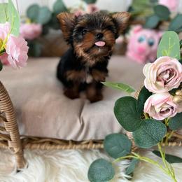 Yorkshire Terrier Puppies from Sophea Cheth's Yorkshire Terriers