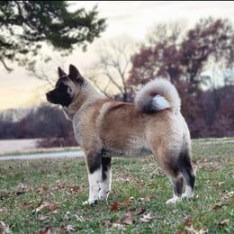 Akita Puppies from TLC Akitas