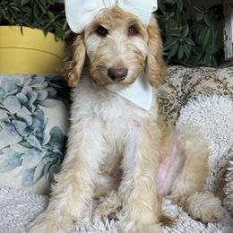 Goldendoodle Puppies from Fire Sky Kennels