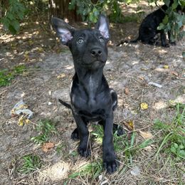 Lake - Black brindle male Dutch Shepherd puppy in Fayetteville, North Carolina from Iron Sight K9s