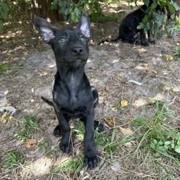 Lake - Black brindle male Dutch Shepherd puppy in Fayetteville, North Carolina from Iron Sight K9s