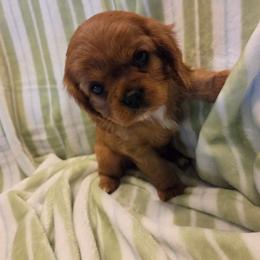 Esther - Ruby female Cavalier King Charles Spaniel puppy in Sunny Valley, Oregon from Sunny Valley Cavaliers