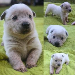 Reef - Red speckled male Australian Cattle Dog puppy in Gatlinburg, Tennessee from Greenbrier