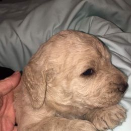 Labradoodle puppies from On The Farm Doodles
