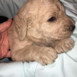 Labradoodle puppies from On The Farm Doodles
