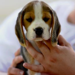 Beagle Puppies from Richmark Beagles