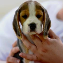 Beagle Puppies from Richmark Beagles