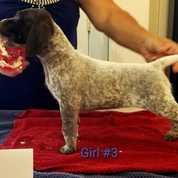 German Shorthaired Pointer Puppies from Kiroden German Shorthaired Pointers
