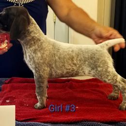 German Shorthaired Pointer Puppies from Kiroden German Shorthaired Pointers