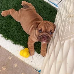 Rolo - Red male Bulldog puppy in Hobe Sound, Florida from Amanda’s Bullies