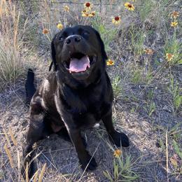 Labrador Retrievers and Pembroke Welsh Corgis from Racing Winds Pembroke and Labradors