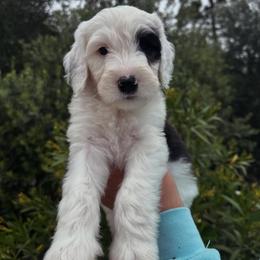 Sheepadoodle Puppies from Dots Sheepadoodles