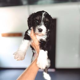 Beach Ball - Tri-color female Bernedoodle puppy in Jackson, Missouri from Pincksten Family Doodles