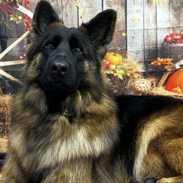 Lily - German Shepherd