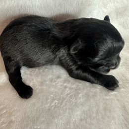 Boy 4 - Black male Shih Tzu puppy in Milford, Delaware from Spunky Shih-Tzus Delaware (Spunky Shih-Tzus)