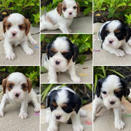 Cavalier King Charles Spaniel Puppies from Meyer's Cavalier