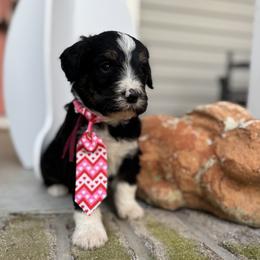 Pookie - Tri-color male Bernedoodle puppy in Camden, North Carolina from Oopsie Doodles of NC