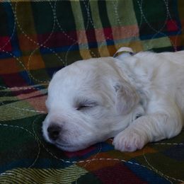 Bichon Frise Puppies from Belamour Bichons