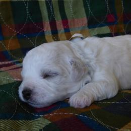 Bichon Frise Puppies from Belamour Bichons