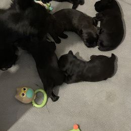 Scottish Terrier Puppies from Gulf Coast Scotties