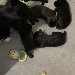 Scottish Terrier Puppies from Gulf Coast Scotties