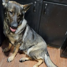 German Shepherds from Country Diamond Shepards