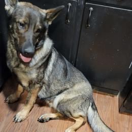 German Shepherds from Country Diamond Shepards