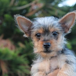 Boy 2 - Black and tan male Yorkshire Terrier puppy in Ceres, California from Mr.Yorkie