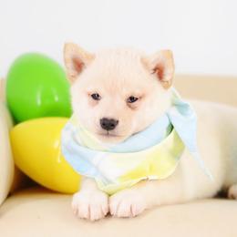 Boy 2 - Cream male Shiba Inu puppy in Neosho, Missouri from Sunny Terrace Shibas