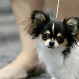 Chihuahuas from Walley Farms