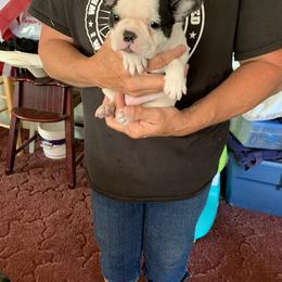 Boston Terrier, Companion Cross, and French Bulldog Puppies from High Plains French Bulldogs,Boston Terriers and Frenchtons.