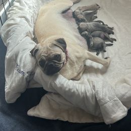 Girl 1 - Fawn female Pug puppy in Chino Valley, Arizona from Blecker Kennel