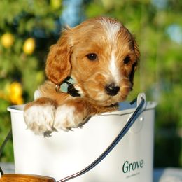 Goldendoodle Puppies from Puppy Love