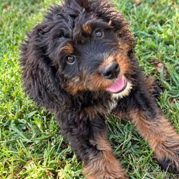 Sequoia - Tri-color male Bernedoodle puppy in Travelers Rest, South Carolina from Bernedoodle.do
