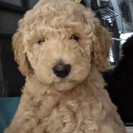 Goldendoodle Puppies from Yuppy Puppy Goldendoodles
