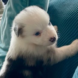 Barley - Blue merle male Australian Shepherd puppy in Martha’s Vineyard, Massachusetts from Cranberry Hill Aussies