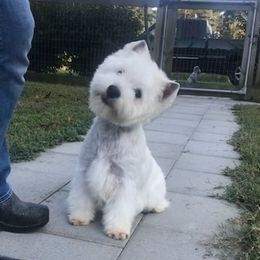 Etsy - West Highland White Terrier