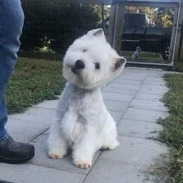 Etsy - West Highland White Terrier