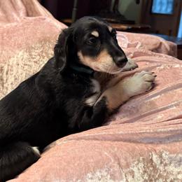 Sitara - Blue Collar - Black female Saluki puppy in Los Angeles, California from Srinagar Salukis