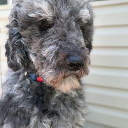 Pongo - Parti male Poodle puppy in Otto, North Carolina from Wild Suns Farm