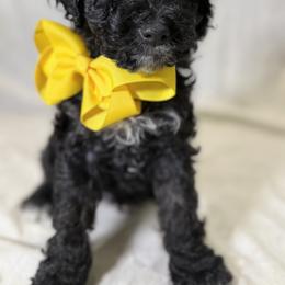 Cockapoo and Goldendoodle Puppies from Jax Doodles