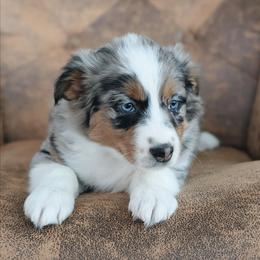 Girl 1 Yellow - Blue merle female Australian Shepherd puppy in Yakima, Washington from Naches Heights Ranch