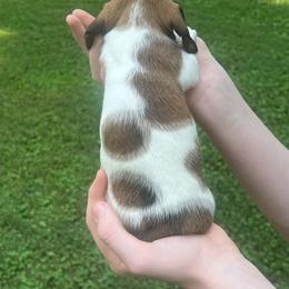 WAFFLES - Piebald female Dachshund puppy in Paducah, Kentucky from D'S  Doxies